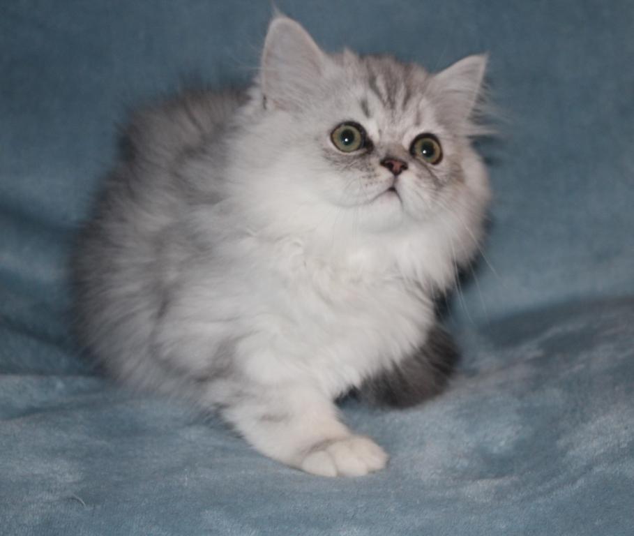 CFA Shaded Silver Male Persian Kitten photo 9