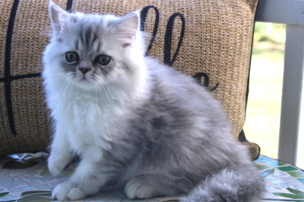 CFA Shaded Silver Male Persian Kitten photo 6