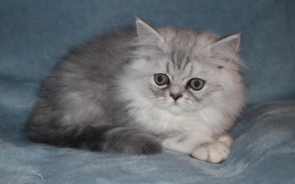 CFA Shaded Silver Male Persian Kitten photo 11