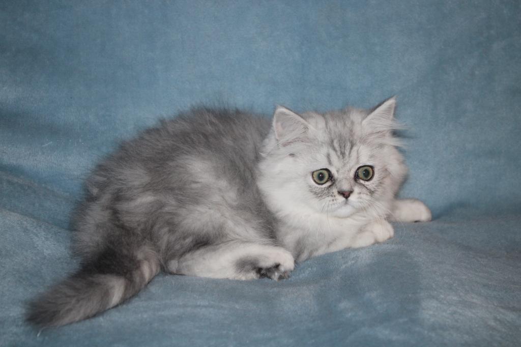 CFA Shaded Silver Male Persian Kitten photo 5