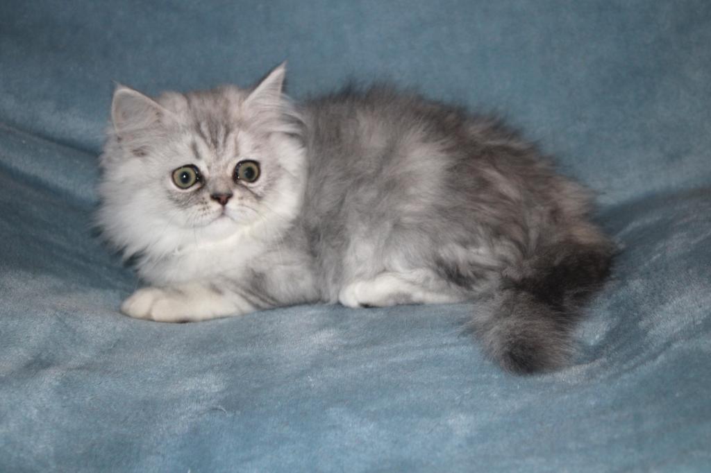 CFA Shaded Silver Male Persian Kitten photo 8