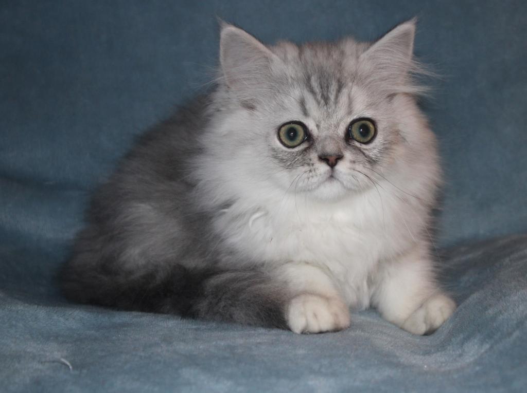 CFA Shaded Silver Male Persian Kitten photo 12