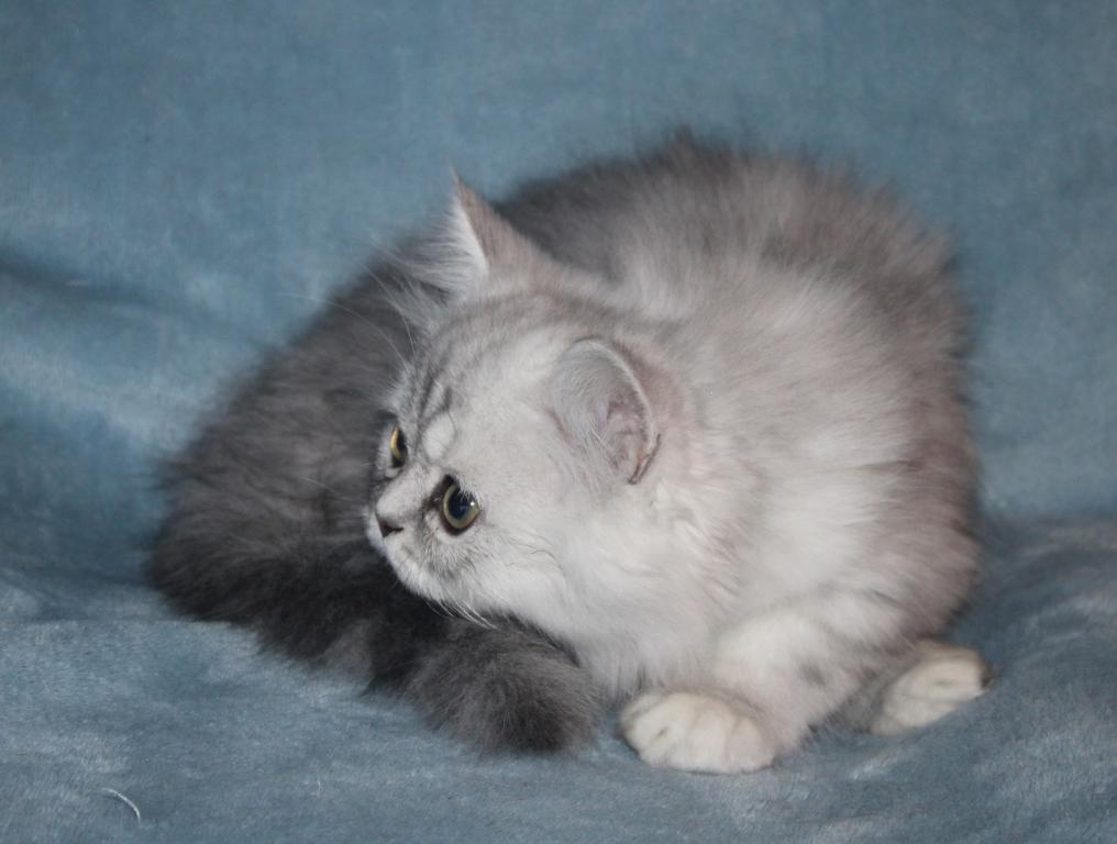 CFA Shaded Silver Male Persian Kitten photo 10