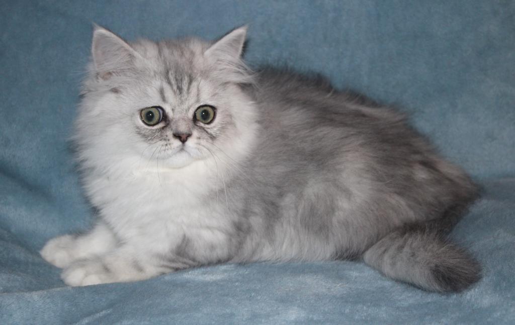 CFA Shaded Silver Male Persian Kitten photo 15