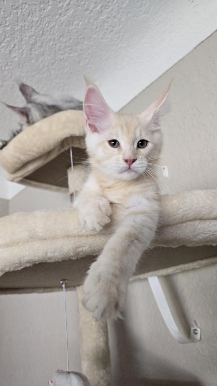 Sadie's Kitten photo 1