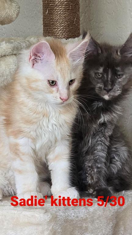 Sadie's Kitten photo 2