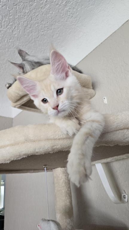 Sadie's Kitten photo 3