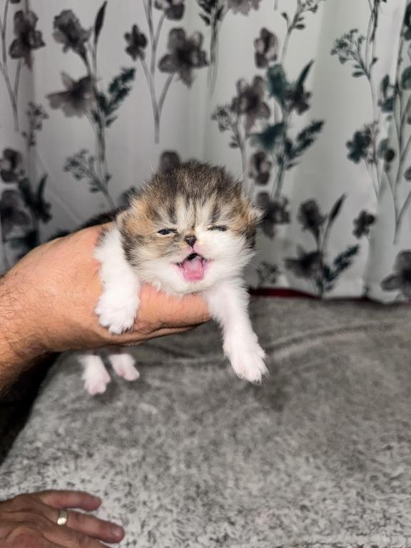 Shiloh Kitten photo 9