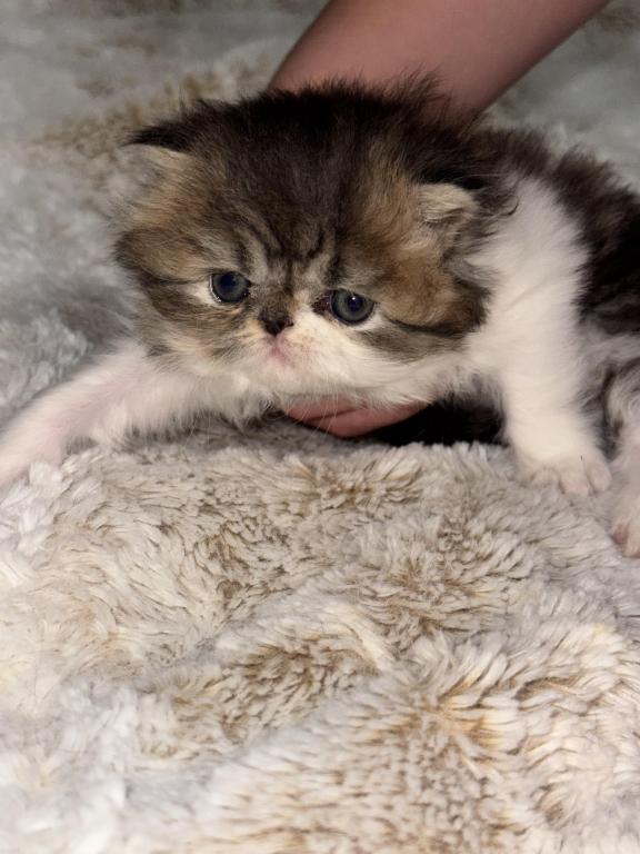 Shiloh Kitten photo 4