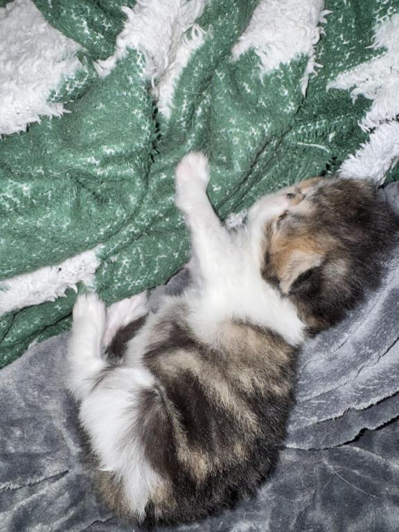 Shiloh Kitten photo 7