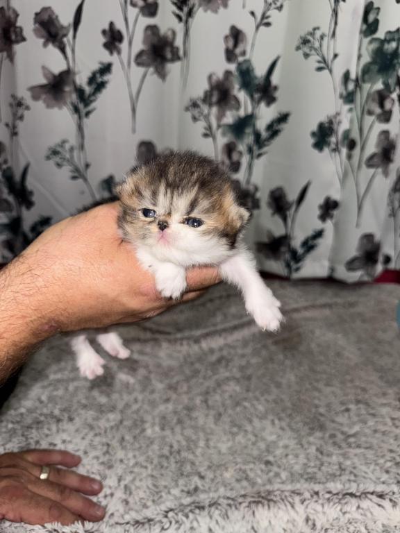 Shiloh Kitten photo 12