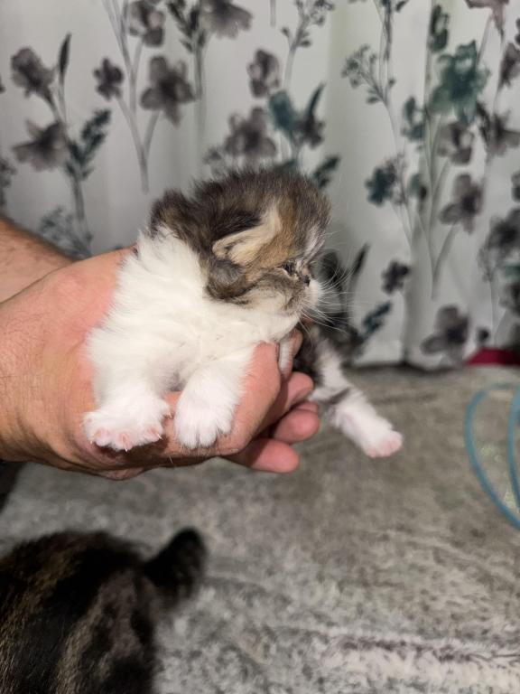 Shiloh Kitten photo 14