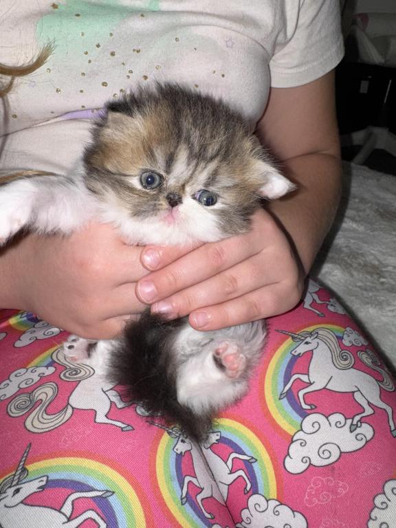 Shiloh Kitten photo 5