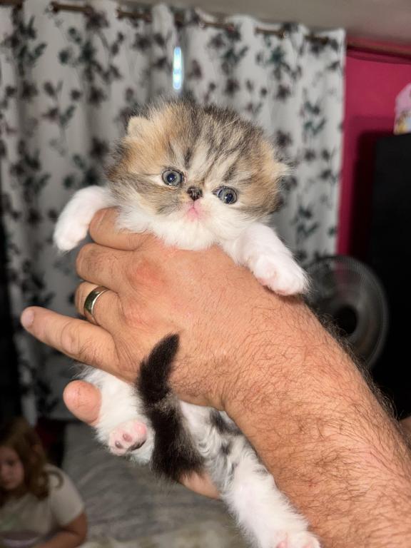Shiloh Kitten photo 3
