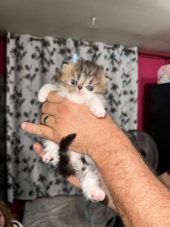 Shiloh Kitten photo 1
