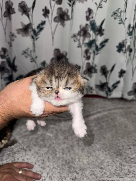 Shiloh Kitten photo 10