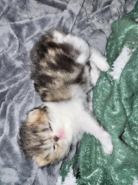 Shiloh Kitten photo 8