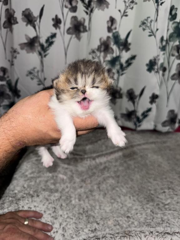 Shiloh Kitten photo 11