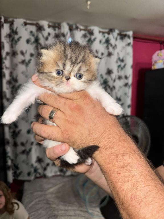 Shiloh Kitten photo 2