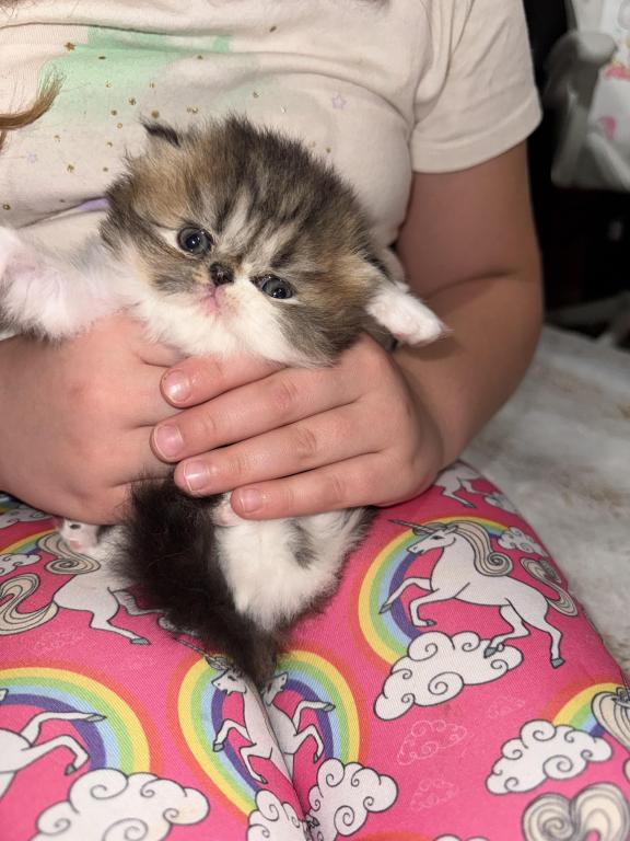 Shiloh Kitten photo 6