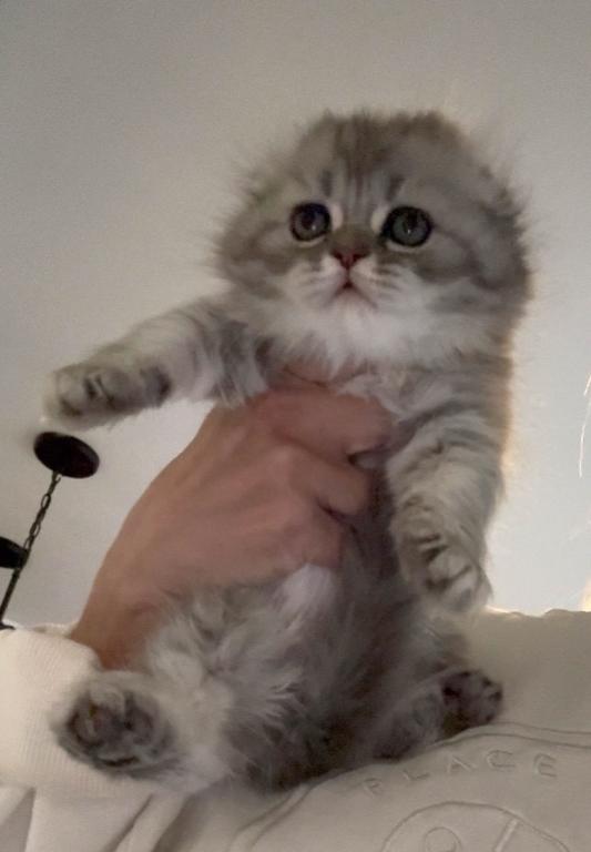 Scottish Fold Female photo 1