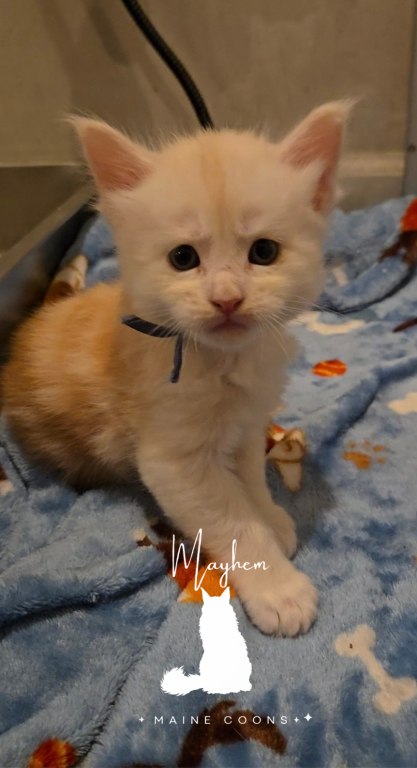 Cassian photo 2