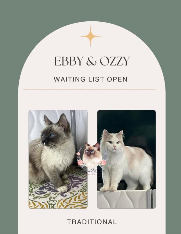 Ebby & Ozzy Upcoming Breeding Adults NFS
