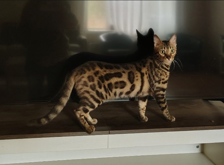 Tica High Quality Bengal Girl photo 1