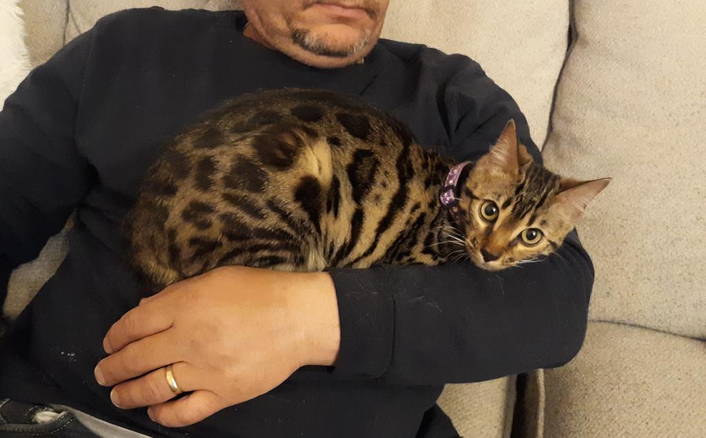 Tica High Quality Bengal Girl photo 4