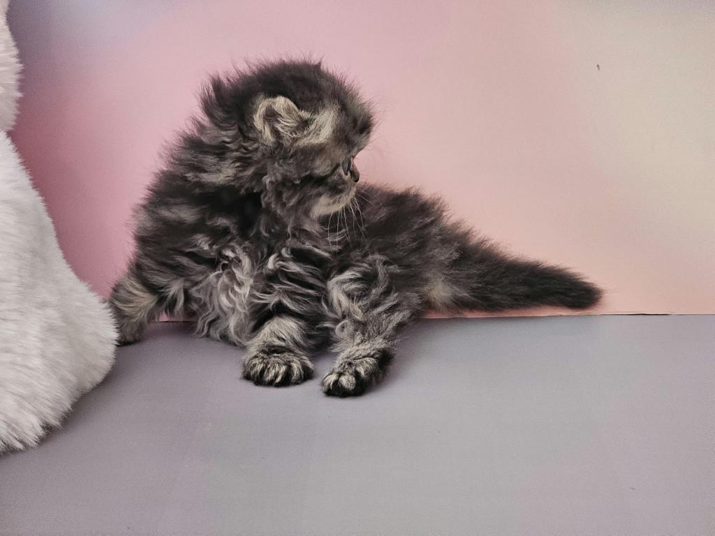 Tabby Female photo 6