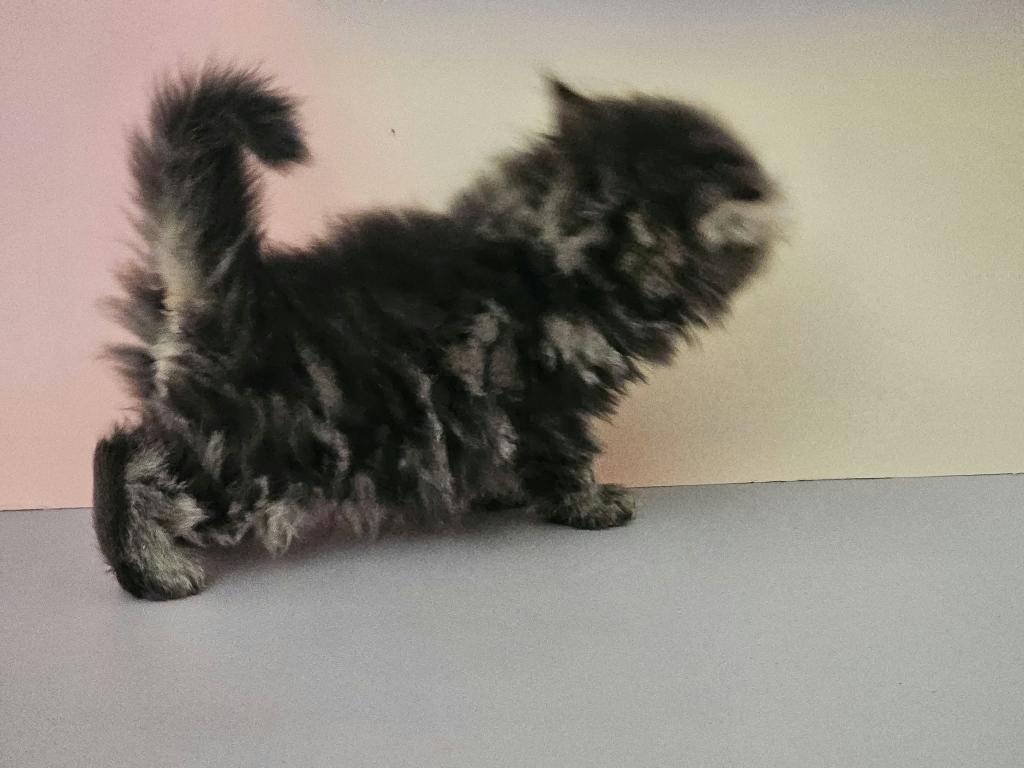 Tabby Female photo 4