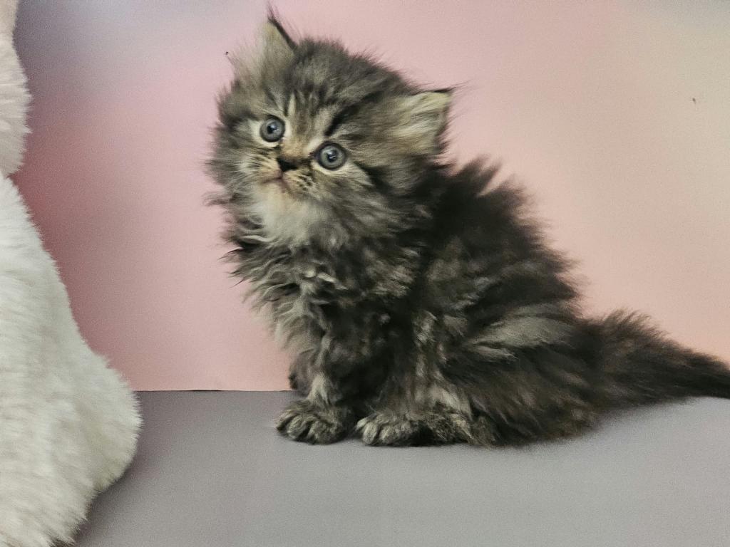 Tabby Female photo 5