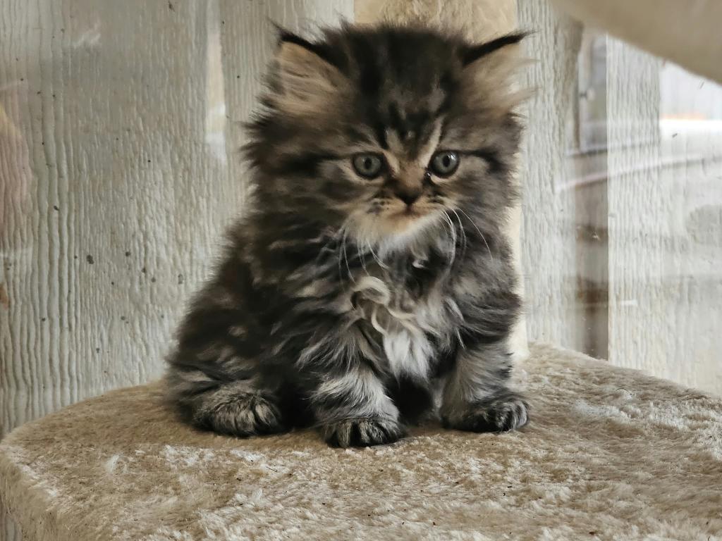 Tabby Female photo 3