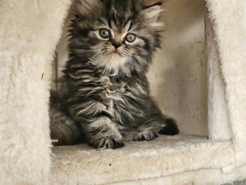 Tabby Female photo 1
