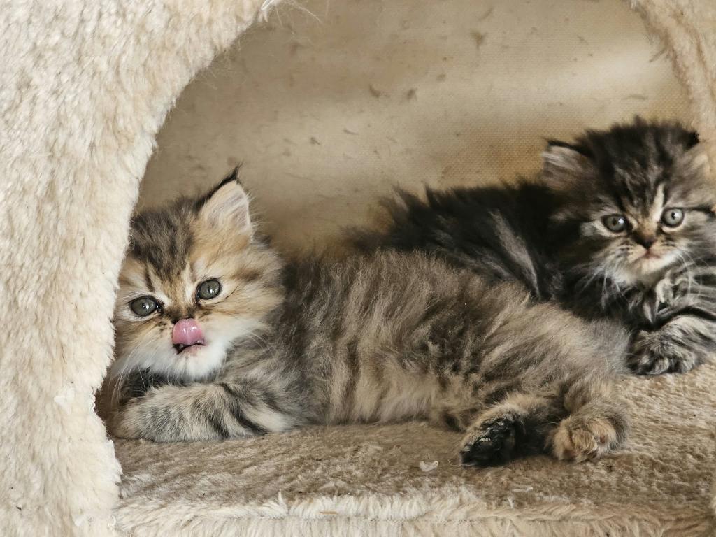 Tabby Female photo 2
