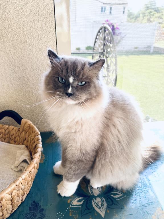Mitted Bluepoint Mink Ragdoll photo 2