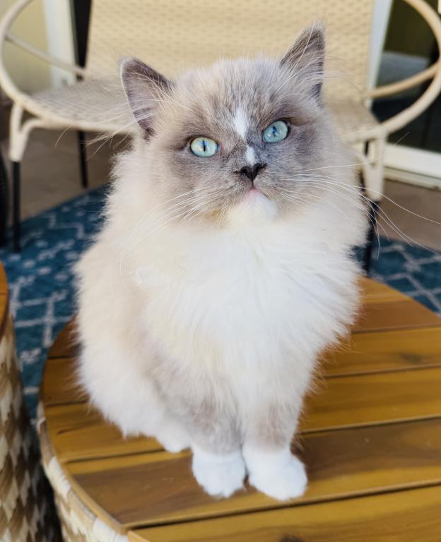 Mitted Bluepoint Mink Ragdoll photo 3