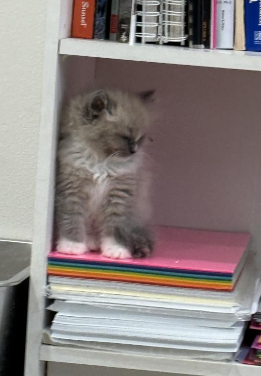 Mitted Bluepoint Mink Ragdoll photo 4