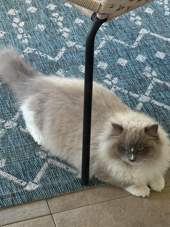 Mitted Bluepoint Mink Ragdoll