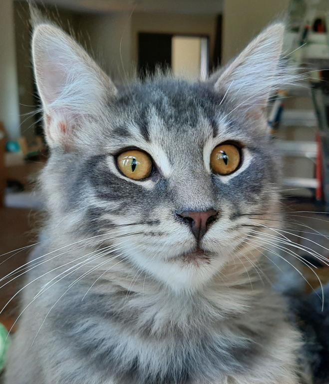 Hazel Big Purebred Male Maine Coon photo 1
