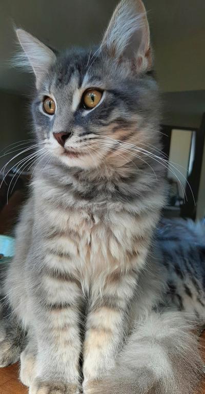 Hazel Big Purebred Male Maine Coon photo 2