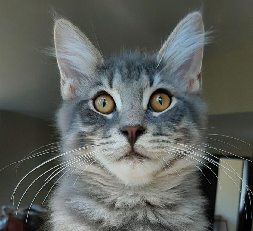 Hazel Big Purebred Male Maine Coon photo 3