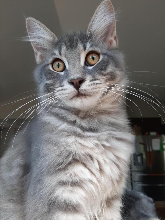 Hazel Big Purebred Male Maine Coon photo 4