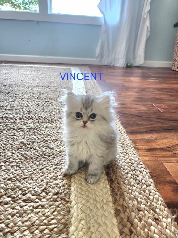 Purebred Silver Chinchilla Persian Kittens photo 7
