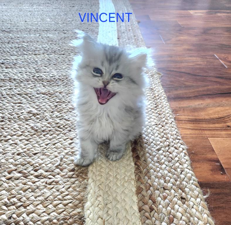 Purebred Silver Chinchilla Persian Kittens photo 6