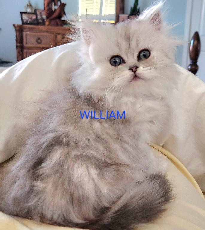 Purebred Silver Chinchilla Persian Kittens photo 1