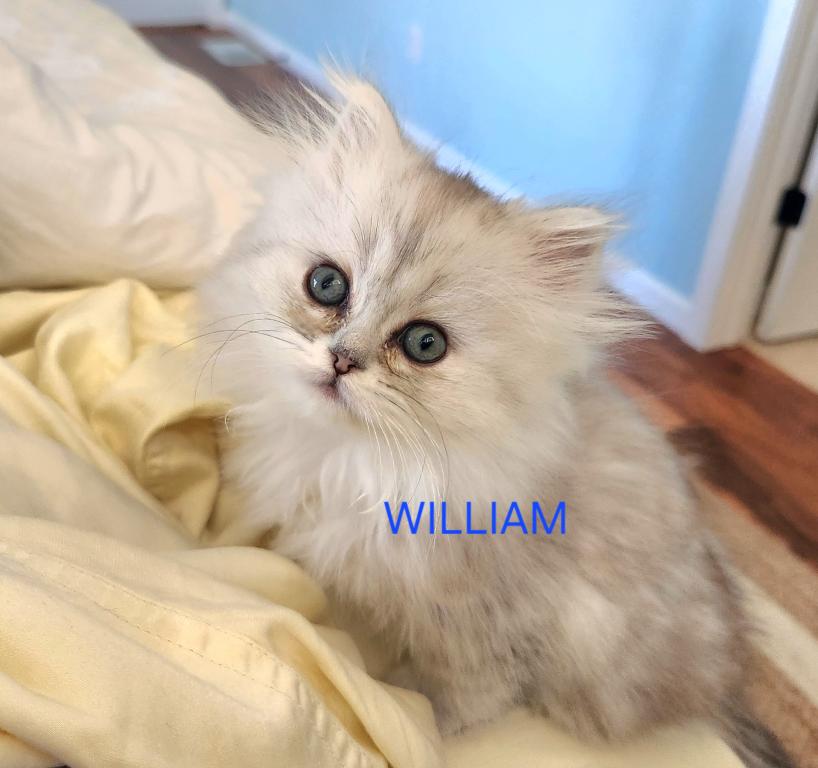 Purebred Silver Chinchilla Persian Kittens photo 8