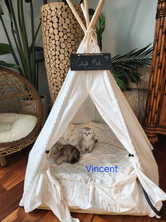Purebred Silver Chinchilla Persian Kittens photo 2