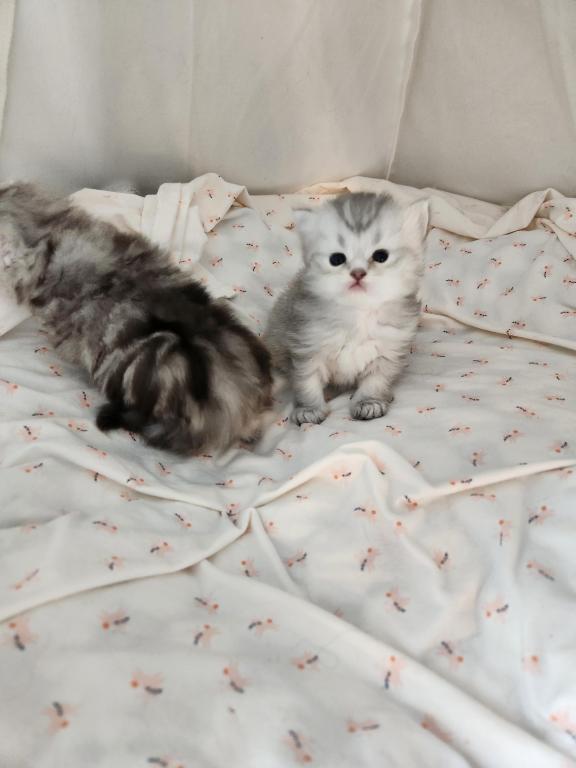Purebred Silver Chinchilla Persian Kittens photo 4