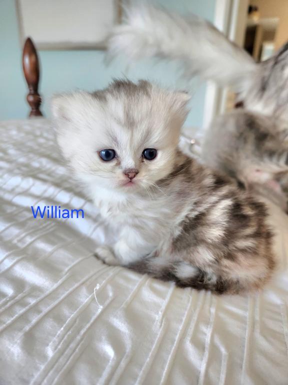 Purebred Silver Chinchilla Persian Kittens photo 3